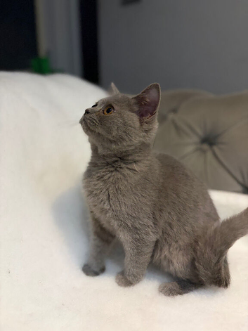 Stunning chunky BSH male kittens READY NOW
