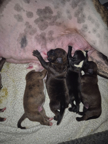 !!! 3 boys left !!!! One Red tri merle with ice blue eyes