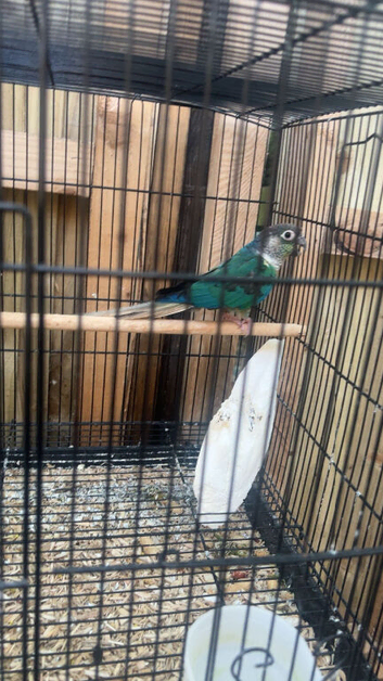 blue conure