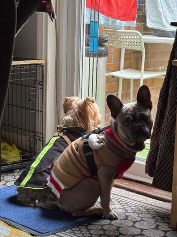 French Bulldog