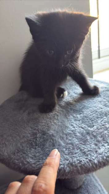 Kittens ready to go now
