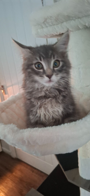 2 male kittens