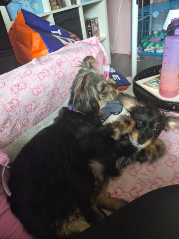 Yorky girl