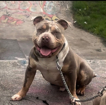 Stud American pocket bully stud