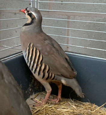 For sale Adult Chukar partridge pairs &pound;25 last few