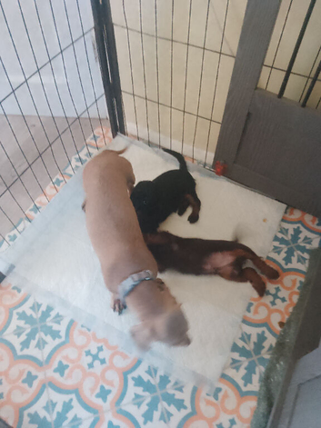 Doxypoo puppies