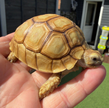 TORTOISE BABIES