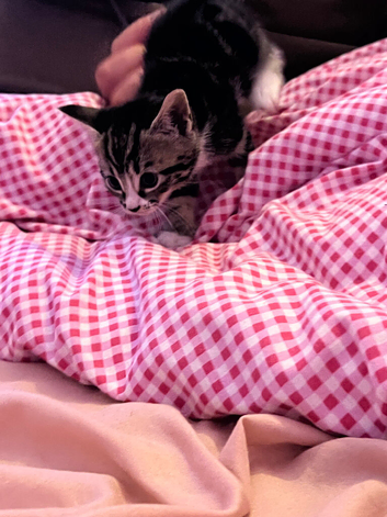 Kittens