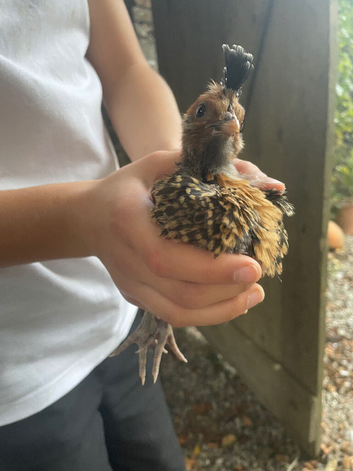 Unsexed polish mop head frizzle chicks - rare breed