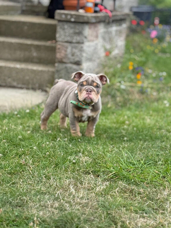 English bulldogs ready to go