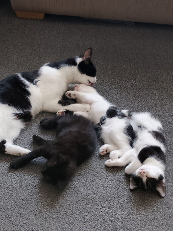 2 lovely kittens for sale