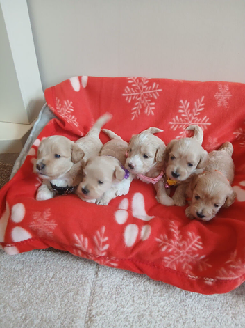 5 gorgeous maltipoo puppys
