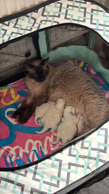 Ragdoll seal point kittens born 19/07/26