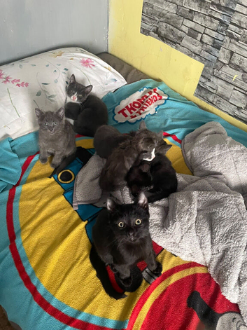Stunning British shorthair cross kittens for sale