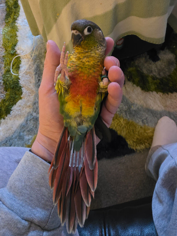 Hand reared Conure!