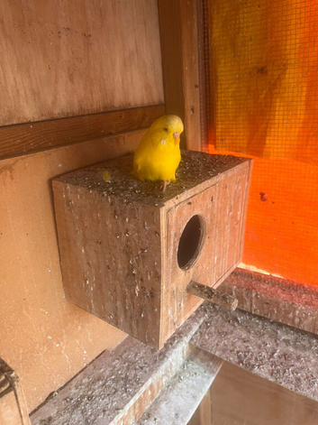 8 Semi tame budgie for sale southall