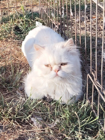 Persian kitten