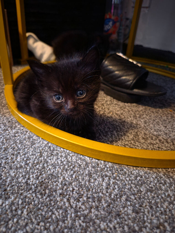 6 kittens for sale