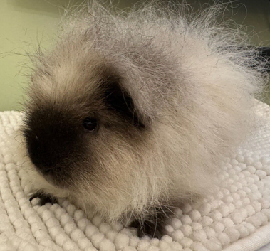 11 Month Old Male Guinea Pig &ndash; Looking for a New Home