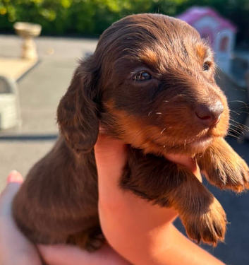 Outstanding miniature chocolate and tan puppies