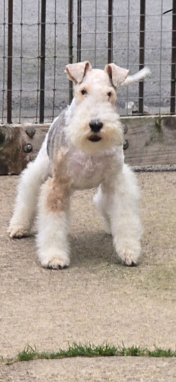 Male wire fox terrier for sale 3yr old