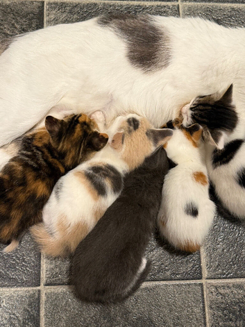 5 beautiful kittens