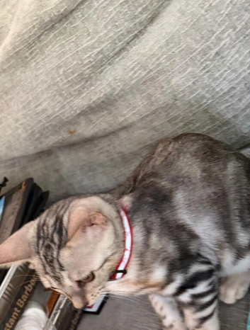 2 female bengal kittens