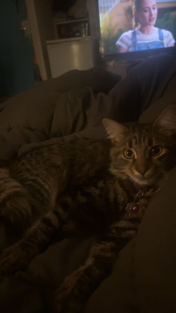 Maine coon kitten