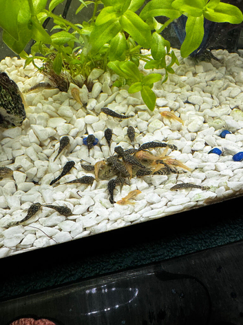 Bristlenose plecos
