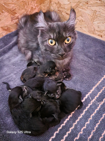 Maine coon X