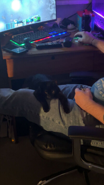 2 female cats, sisters, 1 pure black and 1 silver tabby