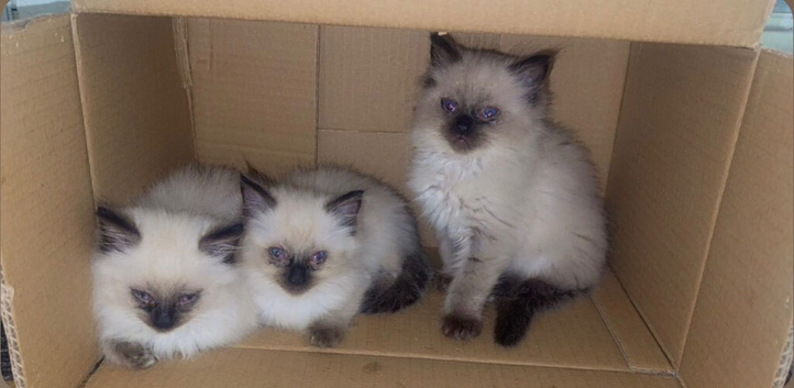 3 beautiful Ragdoll kittens are available for sale