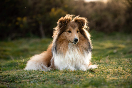 Four beautiful KC registered Shetland Sheepdog ( Sheltie) puppies are still avaliable