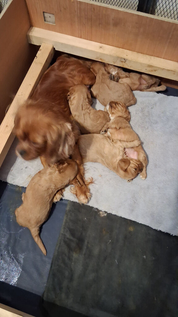 Ruby Cavalier King Charles Spanniel puppies