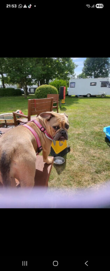 Dog for sale.