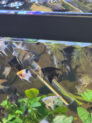 Premium Homebred Angelfish &ndash;  Available