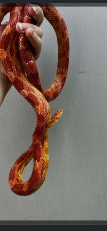 Corn snake and full set up