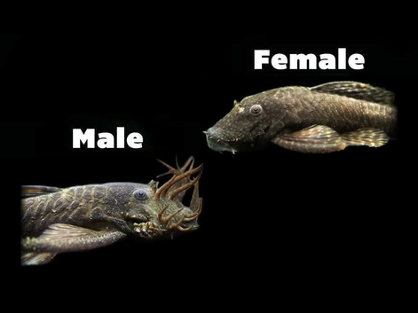 Bristlenose pleco large pair