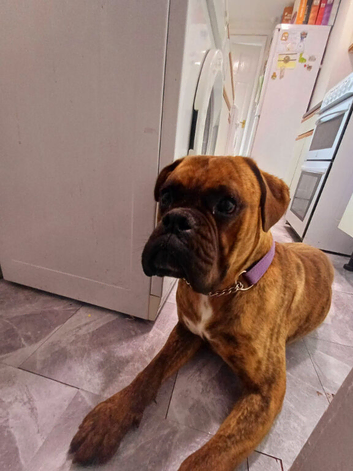 Boxer dog 22 months old