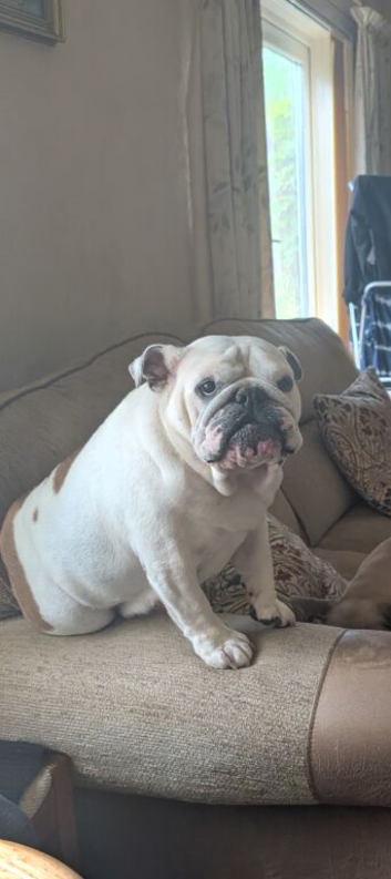 English bulldog