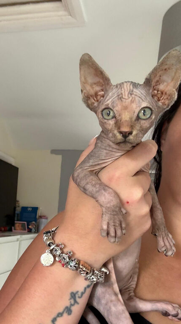 Adorable Canadian Sphynx Kitten