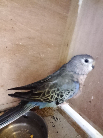 BOURKE MALE FOR SALE