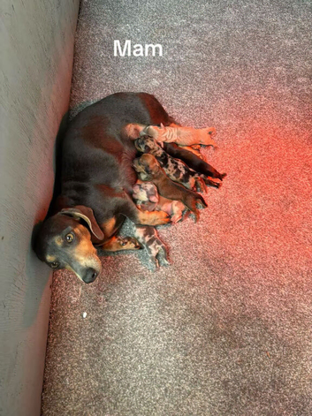 Dachshund puppies