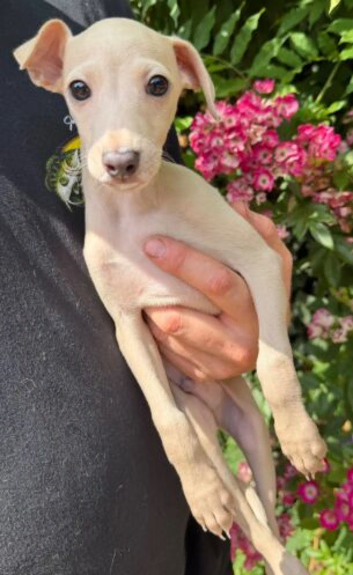 Stunning cream Italian Greyhound
