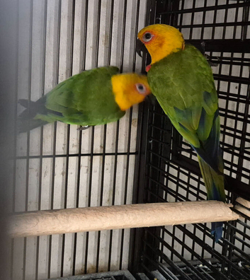 Cage n aviary birds