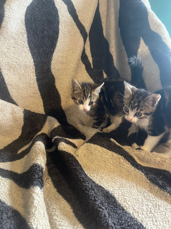 Kittens looking for their forever homes