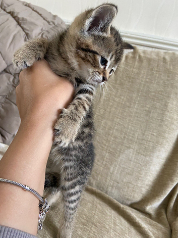 Kittens