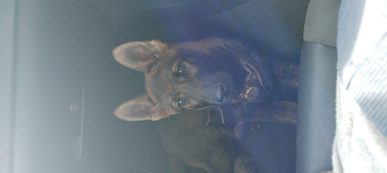 Dark Sable Female