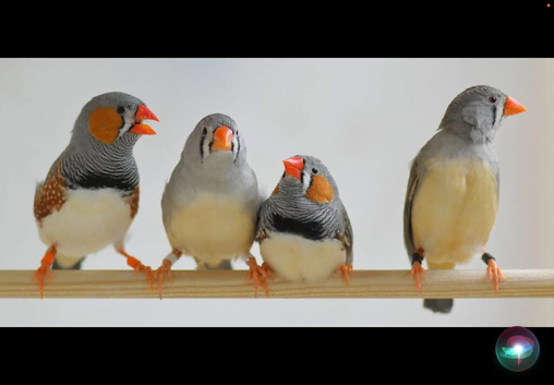 Zebra finches looking for a new perch