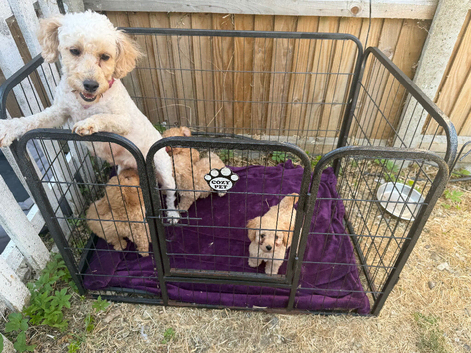 4 Beautiful Labradoodle Boys
